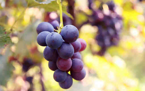 肝火旺盛怎么調理 試試這5種食療食物