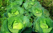 肝炎患者吃什么好