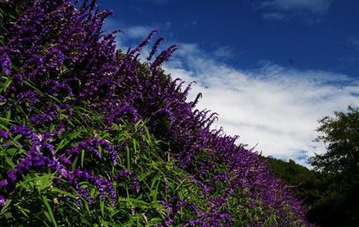 鼠尾草精油是什么？鼠尾草精油怎么用？