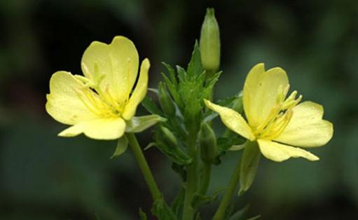 月見草精油怎么用？月見草精油的功效