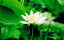 職場上學會征服這些類型的老板