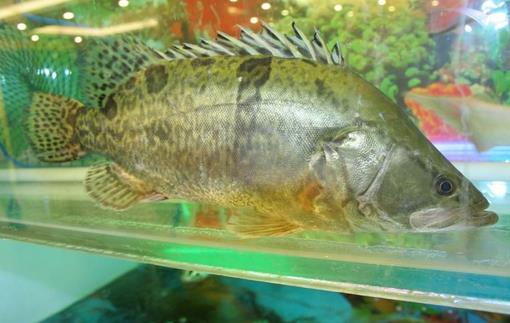 鱖魚的營(yíng)養(yǎng)價(jià)值 鱖魚的功效與作用