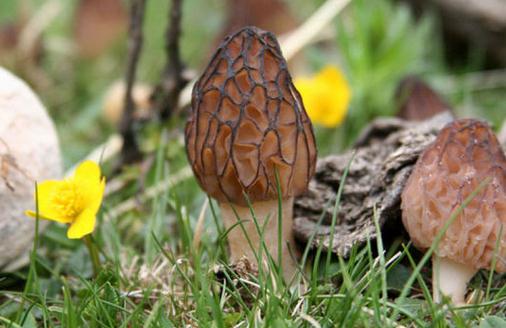 食用羊肚菌會有哪些好處？