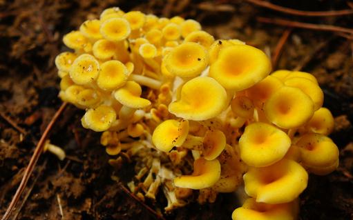 榆黃蘑有哪些做法?榆黃蘑的功效