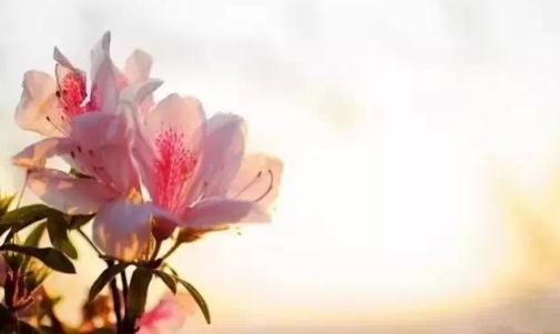 不要花露水 自制一瓶高效無毒驅(qū)蚊水