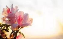 不要花露水 自制一瓶高效無毒驅蚊水