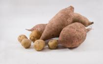 白露后多吃白薯能養生