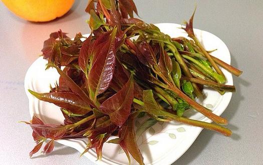 如何挑選香椿芽？香椿芽怎么吃最健康？