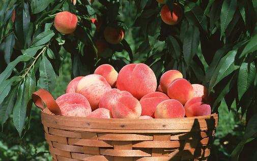 桃子李子杏子三種水果的挑選方法