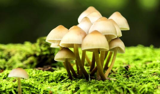 食物里含有毒物質(zhì)怎么辦？