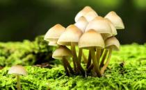 食物里含有毒物質怎么辦？