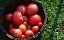 吃西紅柿的5個禁忌你都了解么？