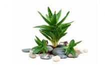 吃菠蘿有助促進消化？這些誤區(qū)別再信啦！