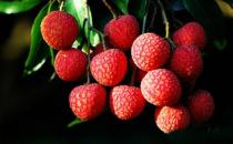 吃荔枝易上火 哪些人適合吃荔枝？