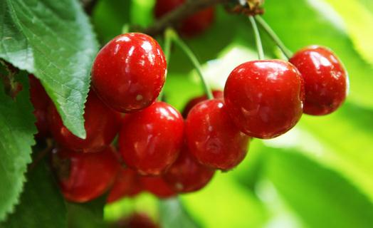 櫻桃的營(yíng)養(yǎng)價(jià)值 櫻桃的食用價(jià)值
