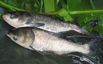 【鳙魚】_鳙魚的營養價值,鳙魚怎么做好吃,鳙魚的做法大全