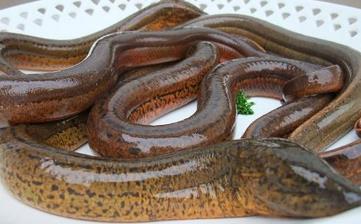 【鱔魚(yú)】_鱔魚(yú)的營(yíng)養(yǎng)價(jià)值,鱔魚(yú)怎么做好吃,鱔魚(yú)的做法大全