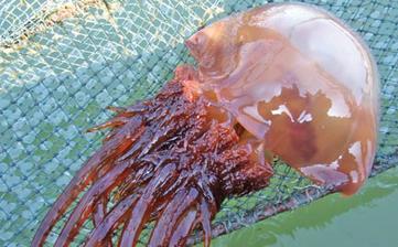 【海蜇】_海蜇的營養價值,海蜇怎么做好吃,海蜇的做法大全