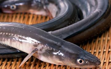 【鰻魚】_鰻魚的營養價值,鰻魚怎么做好吃,鰻魚的做法大全