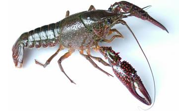 【小龍蝦】_小龍蝦的營養價值,小龍蝦怎么做好吃,小龍蝦的做法大全