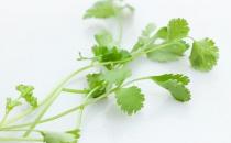 香菜容易加重引發氣虛感冒