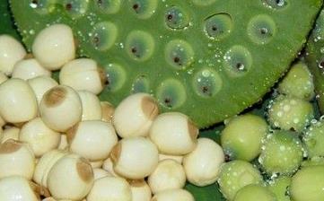 【蓮子】_營養價值,功效與作用,怎么吃,做法,適用人群,食用禁忌
