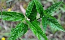 吃野菜要注意哪些事項(xiàng)？