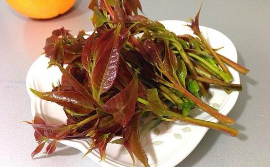 如何保存香椿？香椿的保存方法