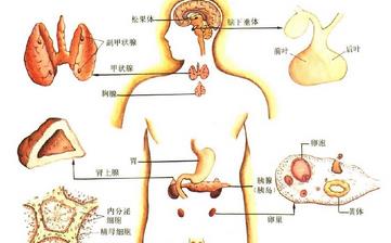 【內分泌】內分泌失調的癥狀,內分泌失調怎么調理,內分泌失調治療方法 【內分泌】內分泌失調的癥狀,內分泌失調怎么調理,內分泌失調治療方法