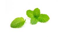 薄荷換盆移盆可以曬太陽嗎？