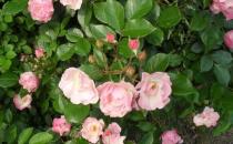 如何養殖山茶花？