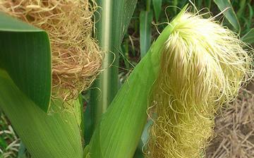 【玉米須】玉米須煮水_玉米須的功效與作用_玉米須茶孕婦能喝嗎