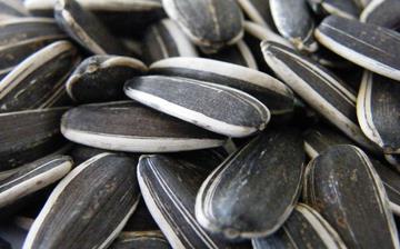 【葵花籽】葵花籽的功效與作用_葵花籽上火嗎_葵花籽怎么吃_葵花籽是什么