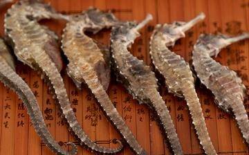 【海馬】海馬的功效與作用和食用方法_海馬的藥用價值_海馬怎么吃最好