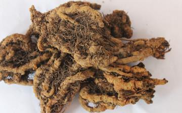 【黃連】黃連的功效與作用_黃連的副作用和禁忌_黃連的藥用價(jià)值 【黃連】黃連的功效與作用_黃連的副作用和禁忌_黃連的藥用價(jià)值