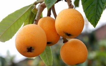 【枇杷】枇杷的功效與作用_枇杷上火嗎_枇杷怎么吃_枇杷是什么