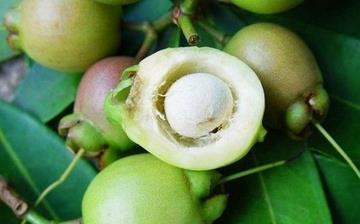 【蒲桃】蒲桃的功效與作用_蒲桃上火嗎_蒲桃怎么吃_孕婦能吃蒲桃嗎