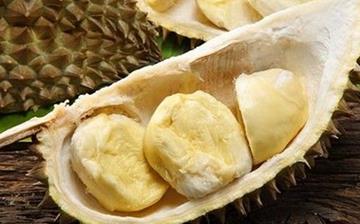 【榴蓮殼】榴蓮殼的功效與作用_榴蓮殼降火嗎_榴蓮殼怎么吃_榴蓮殼是什么 【榴蓮殼】榴蓮殼的功效與作用_榴蓮殼降火嗎_榴蓮殼怎么吃_榴蓮殼是什么