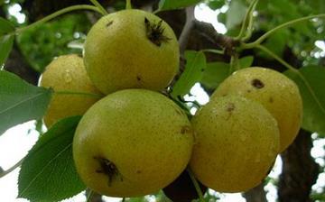 【酸梨】酸梨的功效與作用_酸梨上火嗎_酸梨怎么吃_酸梨是什么 【酸梨】酸梨的功效與作用_酸梨上火嗎_酸梨怎么吃_酸梨是什么