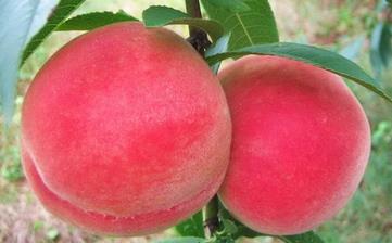 【蜜桃】蜜桃的功效與作用_蜜桃上火嗎_蜜桃怎么吃_蜜桃是什么