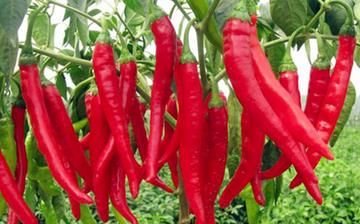 【辣椒】辣椒的營養價值_辣椒怎么做好吃_辣椒的做法大全_孕婦能吃辣椒嗎