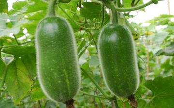 【節(jié)瓜】節(jié)瓜的功效與作用營(yíng)養(yǎng)價(jià)值_節(jié)瓜怎么做好吃_節(jié)瓜的做法大全 【節(jié)瓜】節(jié)瓜的功效與作用營(yíng)養(yǎng)價(jià)值_節(jié)瓜怎么做好吃_節(jié)瓜的做法大全