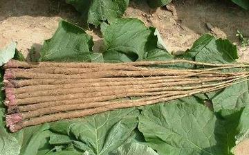 【牛蒡】牛蒡的功效與作用營養價值_牛蒡怎么做好吃_牛蒡的做法大全