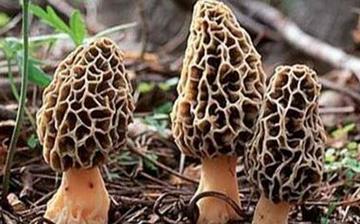 【羊肚菌】羊肚菌的營養(yǎng)價值_羊肚菌怎么做好吃_羊肚菌的做法大全