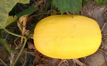 【金絲瓜】金絲瓜的營養價值_金絲瓜怎么做好吃_金絲瓜的做法大全 【金絲瓜】金絲瓜的營養價值_金絲瓜怎么做好吃_金絲瓜的做法大全