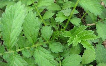 【龍牙菜】龍牙菜的營養(yǎng)價值_龍牙菜怎么做好吃_龍牙菜的做法大全 【龍牙菜】龍牙菜的營養(yǎng)價值_龍牙菜怎么做好吃_龍牙菜的做法大全