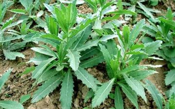 【大薊】大薊的營養價值_大薊怎么做好吃_大薊的做法大全