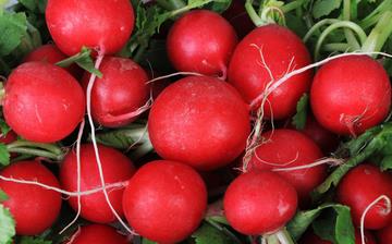【櫻桃蘿卜】櫻桃蘿卜的營(yíng)養(yǎng)價(jià)值_櫻桃蘿卜怎么做好吃_櫻桃蘿卜的做法大全