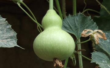 【葫蘆】葫蘆的功效與作用營養價值_葫蘆怎么做好吃_葫蘆的做法大全