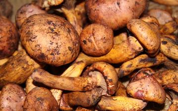 【松蘑】松蘑的功效與作用營養價值_松蘑怎么做好吃_松蘑的做法大全